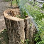 ポプラの木を伐採